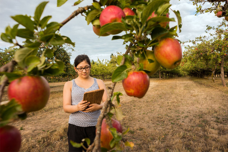 An orchardist looking at apple quality