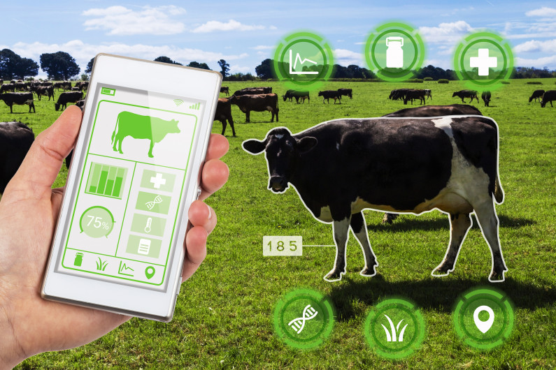 A dairy cow's health is monitored by a smartphone