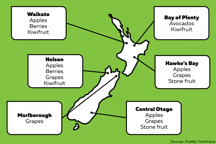The fruit grown in these regions includes:  Waikato: Apples Berries Kiwifruit  Bay of Plenty: Avocados Kiwifruit  Hawke's Bay: Apples Grapes Stone fruit  Nelson: Apples Berries Grapes Kiwifruit  Marlborough: Grapes  Central Otago: Apples Grapes Stone fruit