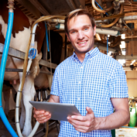 Man holding a tablet stands in milking shed